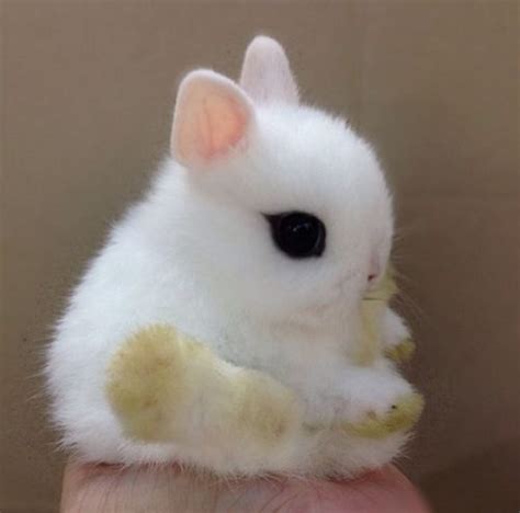 26 Seriously Cute Baby Animals