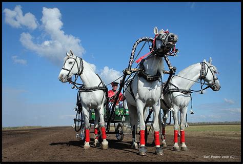 The Orlov Trotter Also Known As Orlov Russian орловский рысак Is A