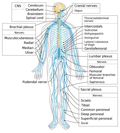 The central nervous system lies largely within the axial skeleton, the brain being well protected by the cranium and the spinal cord by the vertebral column, by means of the bony neural arches (the arches of bone that encircle the spinal cord) and the. Science: October 2015