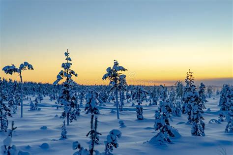 Snowy Landscape At Sunset Frozen Trees In Winter In Lapland Finland