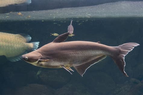 Iridescent Shark Fish Care Guide Tank Setup Diet And Breeding