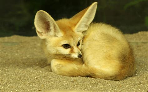 Pin By Amanda Stuedemann On Foxes Animal Adaptations National Animal