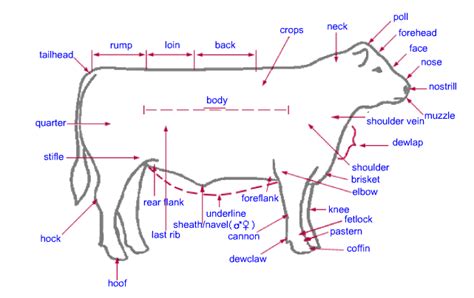 Cow Leg Bones Diagram Small Animal Faculty Of Veterinary Medicine