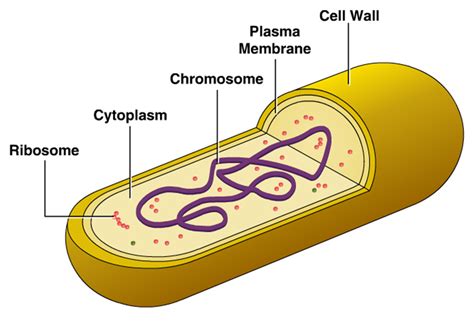 Cellular Structure Of Bacteria Zero Infections