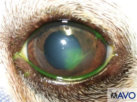 The main cause of corneal ulcers is infection. Dog Eye Ulcer | Cat Eye Ulcer | Washington DC | Armour ...