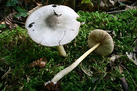 Pluteus Salicinus The Ultimate Mushroom Guide