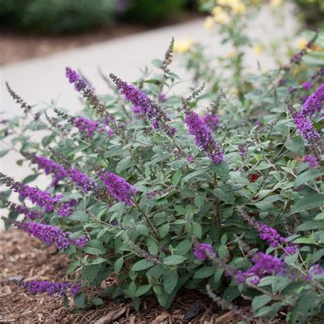 Butterfly Bush How To Plant Grow And Care For Butterfly Bushes Hgtv