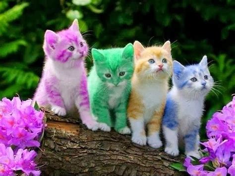 Colorful Kittens Pictures Photos And Images For Facebook Tumblr