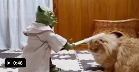 Master Yoda Training Jedi Cat Knights 9gag