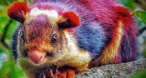 Meet The Indian Giant Squirrel The Exotic Rainbow Rodent