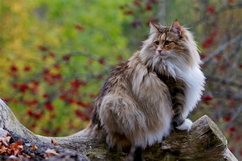 This Norwegian Forest Cat Lives And Looks Like The Pet Of