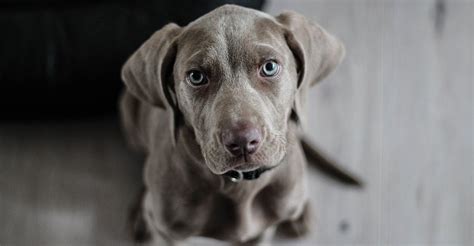 7 Small Grey Dog Breeds You Should Check Out