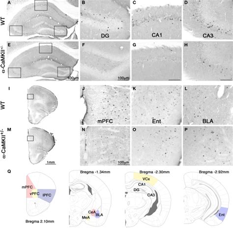 Photomicrographs Of C Fos Expression After The Eight Arm Radial Maze