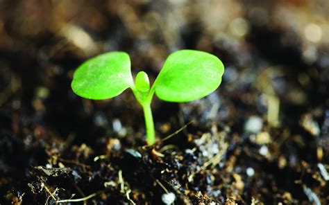 Plantas Verdes Sólo Brotan Fondos De Pantalla Hd 10 1920x1200 Fondos