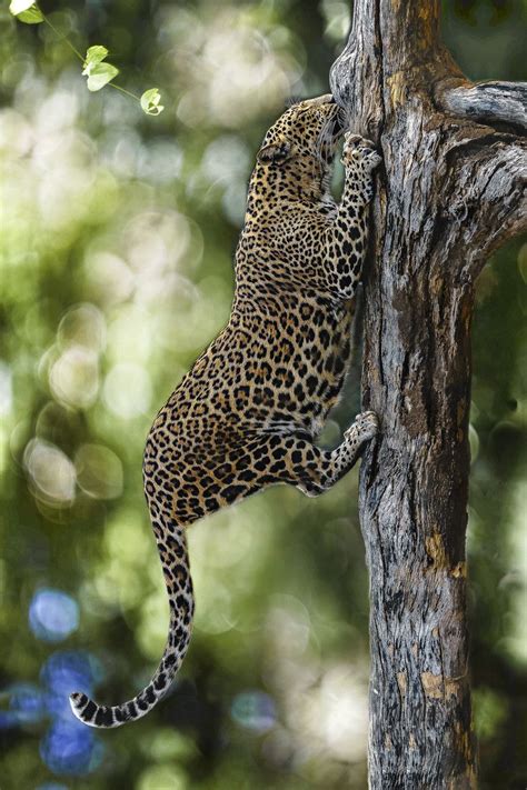 Via 500px Climbing Leopard By Drhiteshj Wild Cats Animals Wild