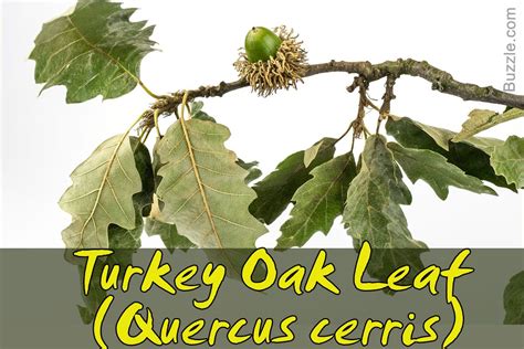 Turkey Oak Leaf Leaf Identification Tree Leaf Identification Oak