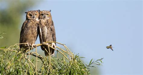 Great Horned Owl Audubon Field Guide