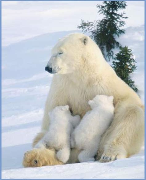 What A Lovely Photo Of This Mama Polar Bear Tandem Breastfeeding