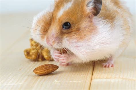 A Small Hamster Eats An Almond Stock Image Image Of Mammal Cute