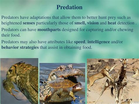 Ppt Section 20 1 Species Interactions Powerpoint Presentation Free