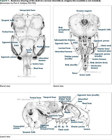 Cheek Bone Anatomy Anatomical Charts And Posters