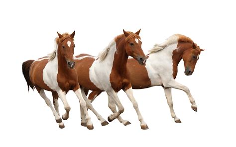 Wallpaper Horses Running Three 3 Animals 3840x2400