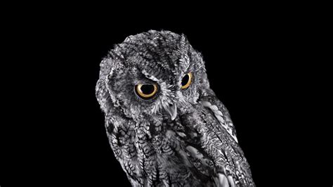 Owl Wallpaper For Kids Desktop 74 Images