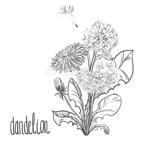 Detailed Hand Drawn Black And White Illustration Plant Dandelion