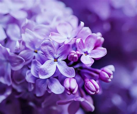 23 Best Lilas Morados Violetas Images On Pinterest Lilacs Violets