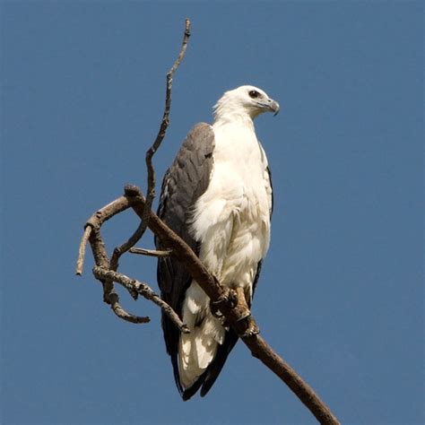 White Bellied Sea Eagle Climatewatch Australia Citizen Science App