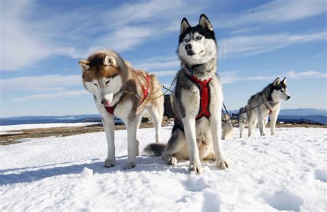 Three Siberian Huskies On Snow Field Hd Wallpaper Wallpaper Flare
