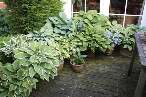 Potted Hosta Shady Front Porch Plant With Images Porch Plants