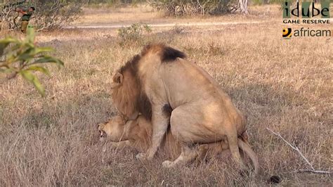 Wildlife Lions Roaring After Mating Youtube