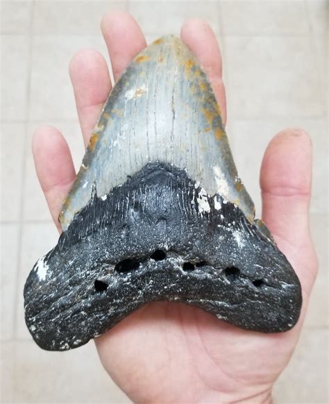 Megalodon Tooth Fossilized Giant Shark Tooth Fossil Craibas Al