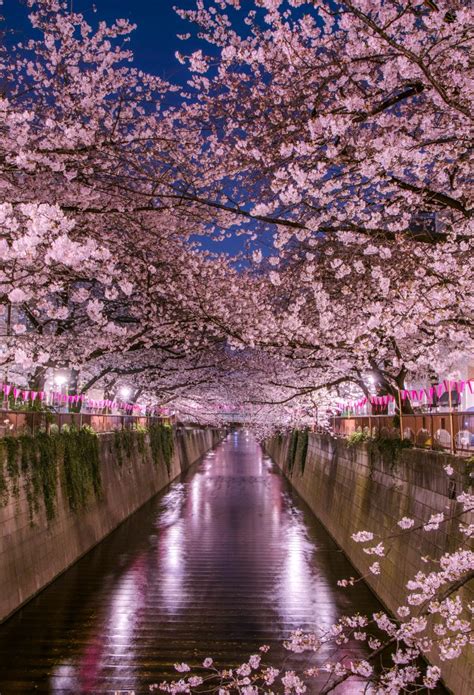 When And Where To See Cherry Blossoms In Tokyo In 2021 The Official