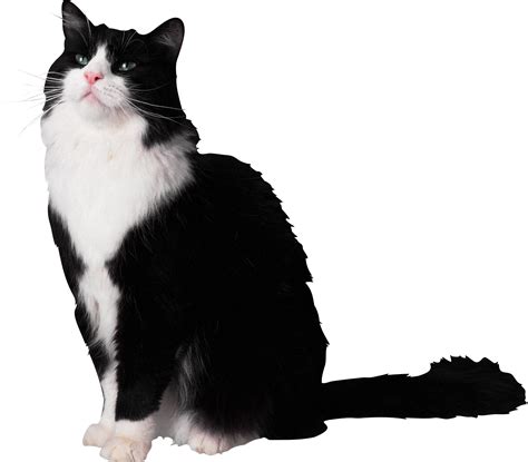 Reviousnextplaystop Cute Black And White Cats Png Image With