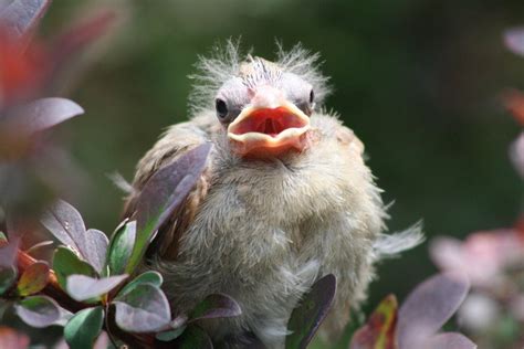 14 Cute And Heartwarming Baby Cardinal Photos Birds And Blooms