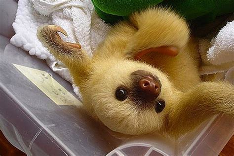 The 12 Cutest Baby Sloths On The Web