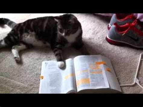 In teh beginnin ceiling cat maded teh skiez an da urfs, but he did not eated dem. Cat Reads Bible - YouTube