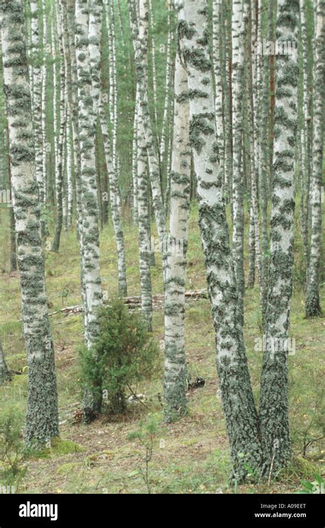 Common Birch Silver Birch European White Birch White Birch Betula