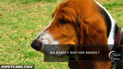 Do Basset Hounds Drool 11 Tips And Treatments To Control It