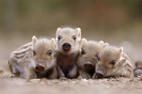 Uribou Japanese Wild Boar Piglets Aww Cute Piglets Baby