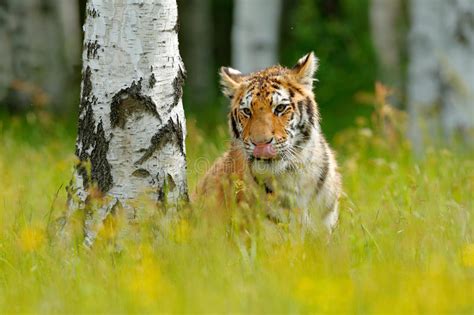 Tiger With Yellow Flowers Siberian Tiger In Beautiful Habitat Amur