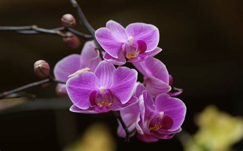 Free Download Pics Photos Purple Orchids Wallpaper 1920x1200 For Your