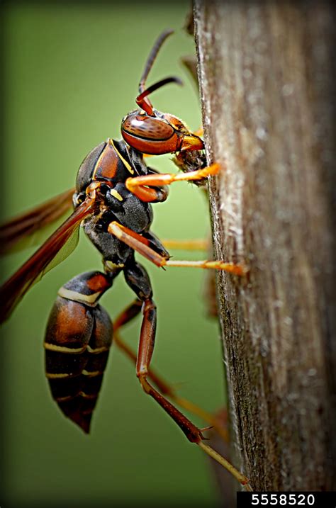 Paper Wasp Polistes Fuscatus