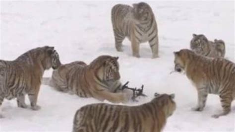 Siberian Tigers Bring Down And Play With Drone China Plus
