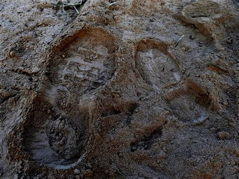 Foot Prints Mud · Free Photo On Pixabay