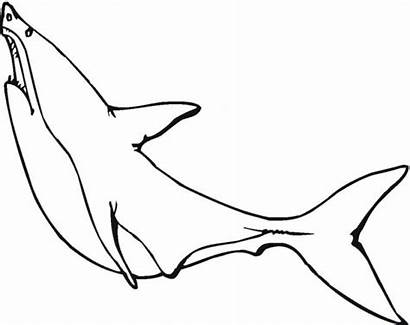 Shark Coloring Megalodon Outline Pages Clipart Clip