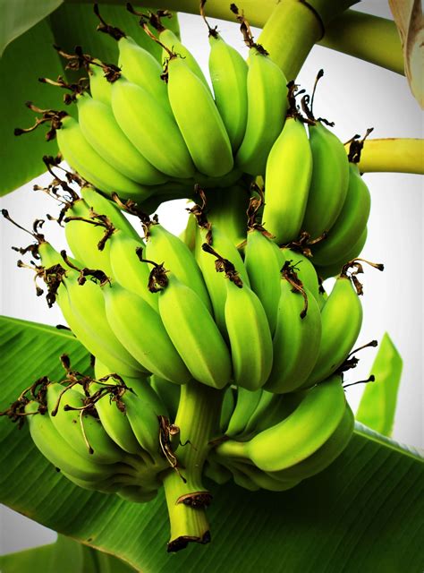 Bunch Ripening Bananas Tree Free Stock Photo Public Domain Pictures