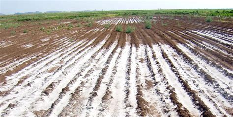 Reclamation Of Saline Sodic Soils تھور باڑہ زمینوں کی بحالی